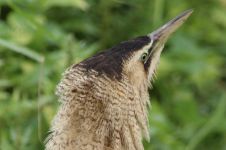Head view of a Bittern. (Vicky Buckel) Bittern head