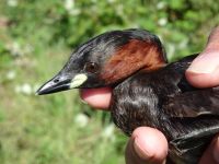 An adult Little Grebe in Summer is a handsome bird. (Roger Emmens) Little Grebe adult