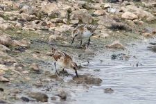 Two Little Stints on the Scrape. (Alan Reynolds) Little Stints