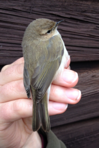 Siberian Chiffchaff, 7th Jan 2017 (Gary Gardiner)