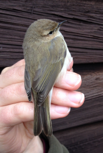 Siberian Chiffchaff, 7th Jan 2017 (Gary Gardiner)