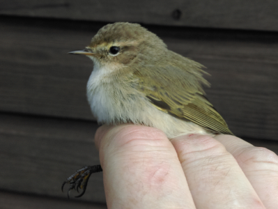 Siberian Chiffchaff, 8th Jan 2017 (Jan Swan)