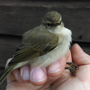 Siberian Chiffchaff, 8th Jan 2017 (Jan Swan)