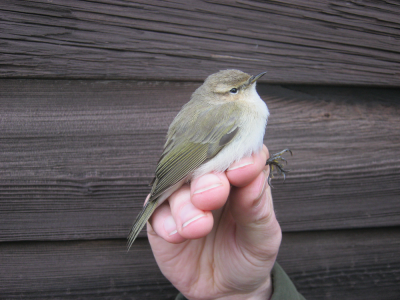 Siberian Chiffchaff, 7th Jan 2017 (Brian Milligan)