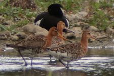 Black-tailed Godwits in breeding plumage (Jay Ward) Black-tailed Godwits
