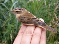 This Sedge Warbler was the 250,000th bird ringed by the Group. (Jan Swan)