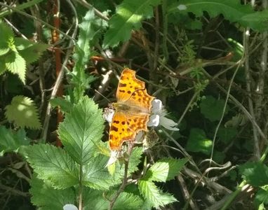Comma butterfly resting on brambles (Roger Emmens)