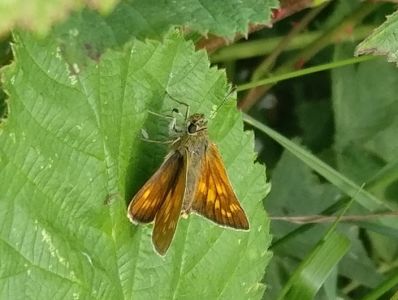A Large Skipper butterfly (Roger Emmens)