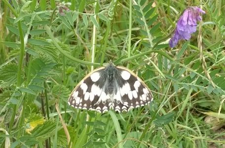 A Marbled White butterfly - not at all common at Rye Meads - by the track near the Draper Hide (Roger Emmens)