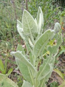 A caterpillar of the Mullein Moth (Roger Emmens)