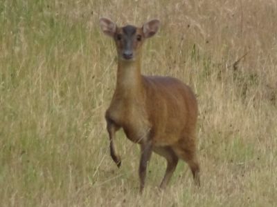 Several Muntjac live at Rye Meads, although they are quite hard to catch sight of. (Roger Emmens)