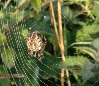 Garden Orb Web Spider, one of the larger ones occurring on site (Roger Emmens)