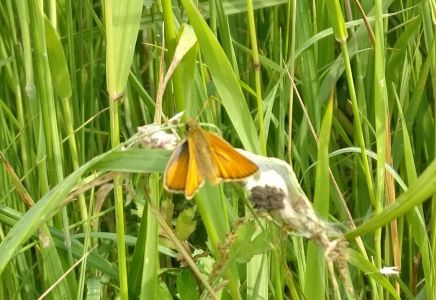 Small Skipper butterfly (Roger Emmens)