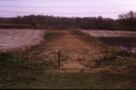 The Scrape in 1999, showing the crossbank that is visible from the Draper Hide. The nets are to protect newly planted reedbeds.