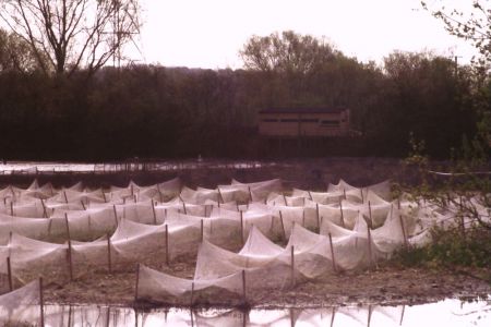 Another view of the Scrape in 1999, looking towards the Draper Hide across the newly planted reeds, netted to prevent disturbance by ducks and geese.